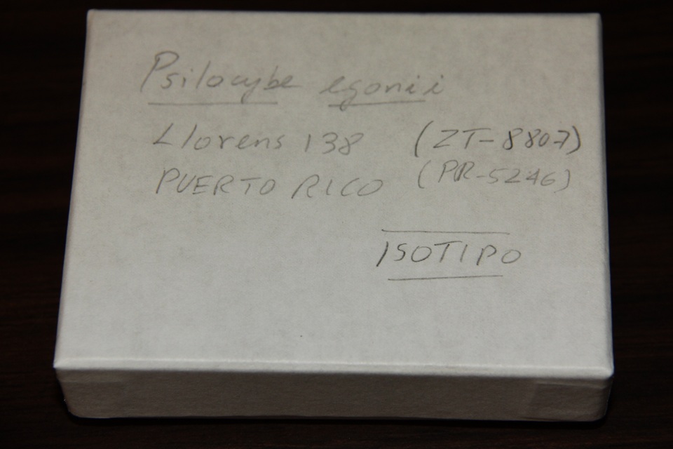 Psilocybe egonii image