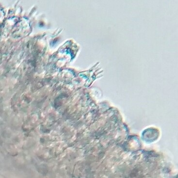Hygrocybe subacuta image