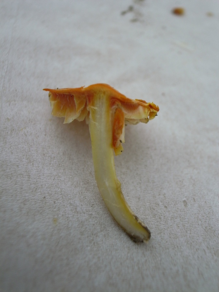 Hygrocybe subacuta image