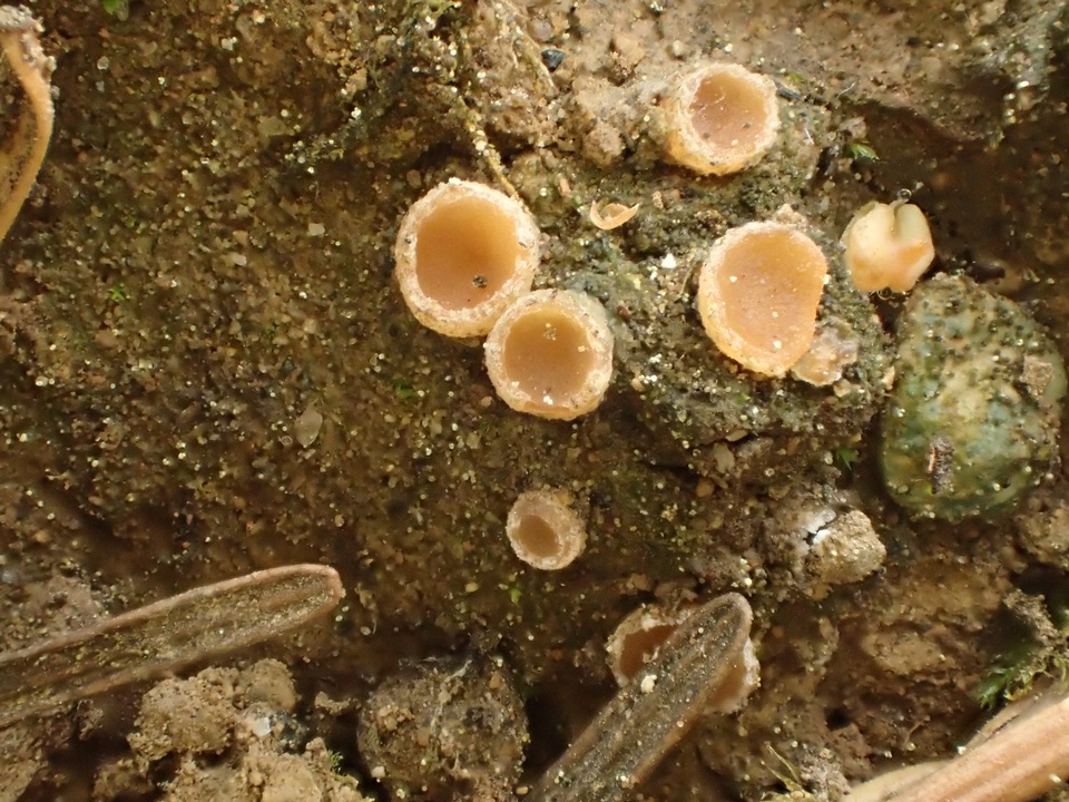Neottiella albocincta image