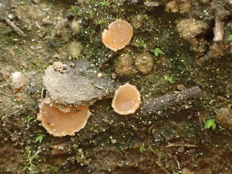 Neottiella albocincta image