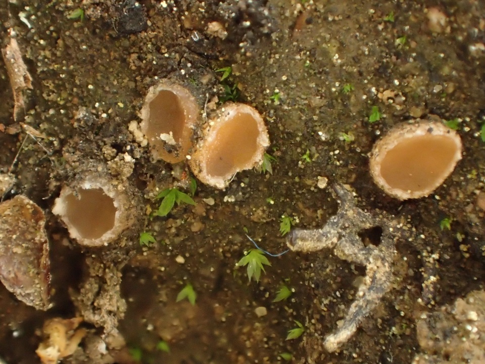 Neottiella albocincta image