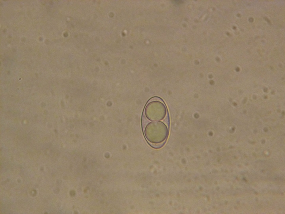 Neottiella albocincta image
