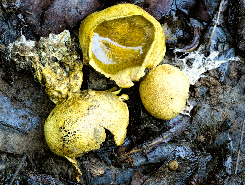 Scleroderma paradoxum image