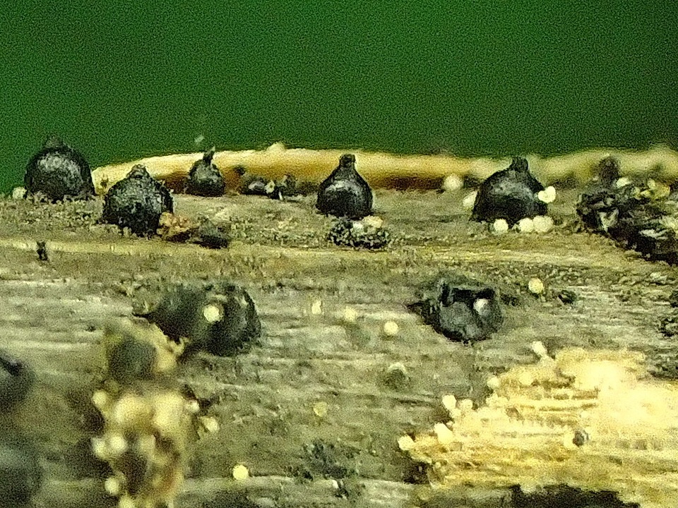 Leptosphaeria acuta image