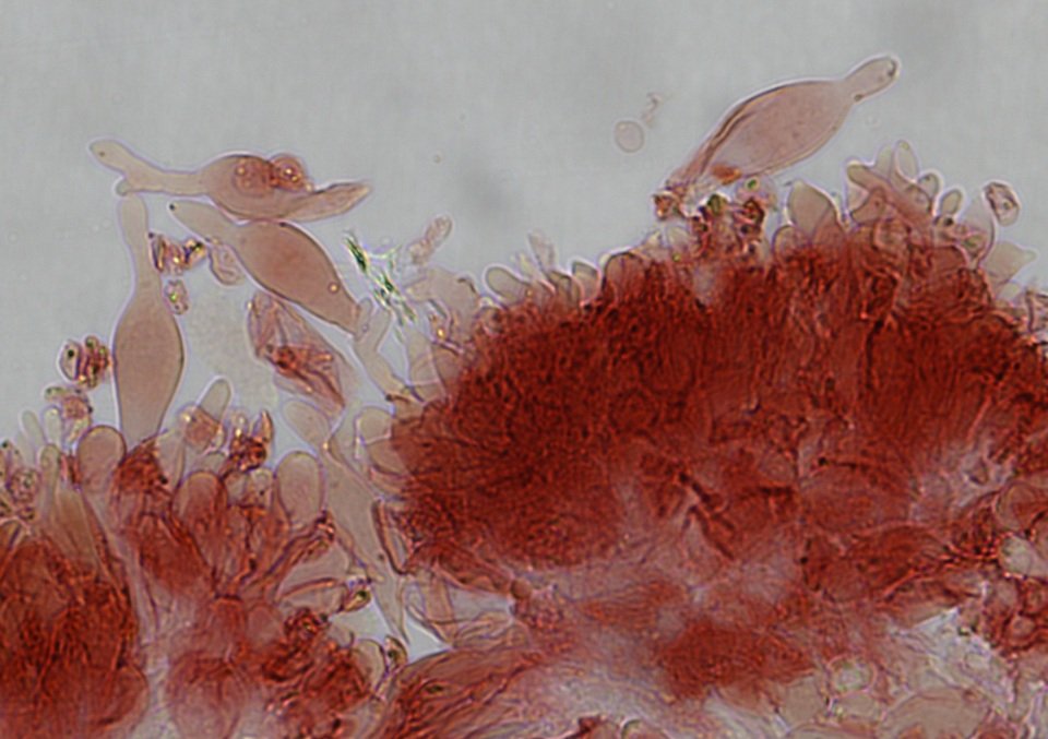 Mycena rubromarginata image