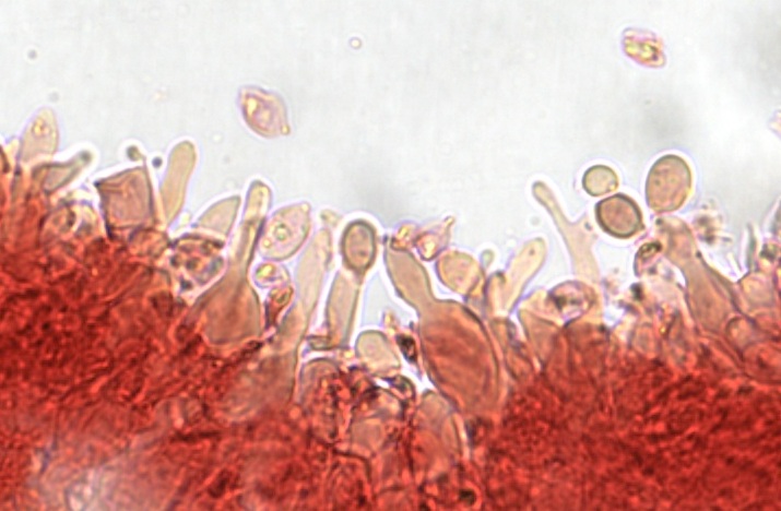 Mycena rubromarginata var. bulbosostipitata image