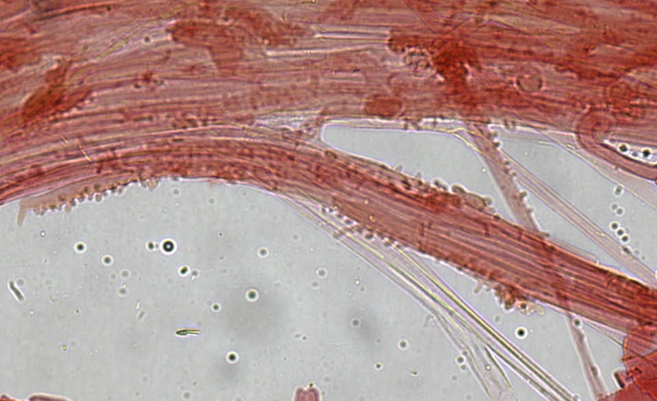 Mycena rubromarginata image