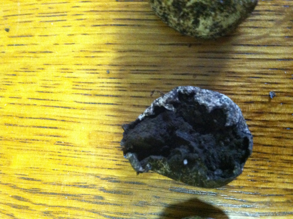 Sedecula pulvinata image