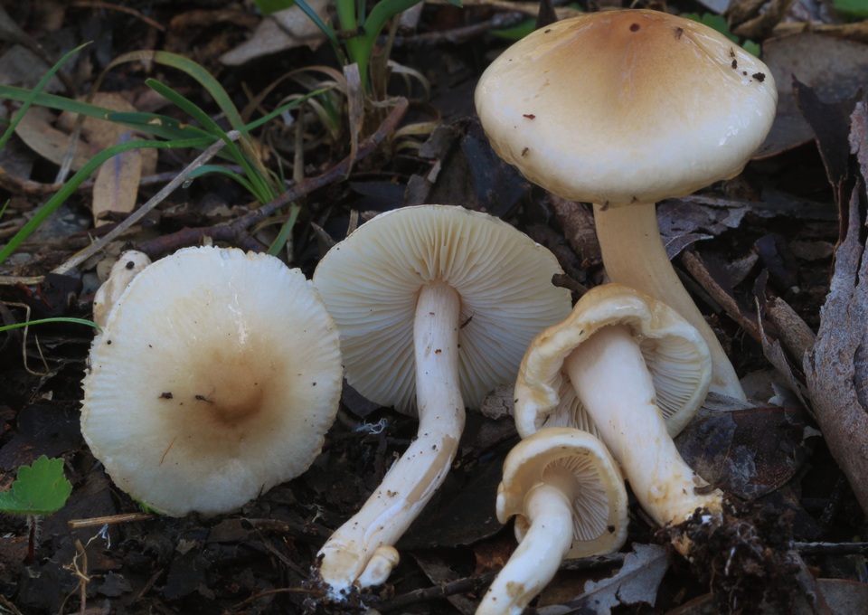 Limacella pitereka image