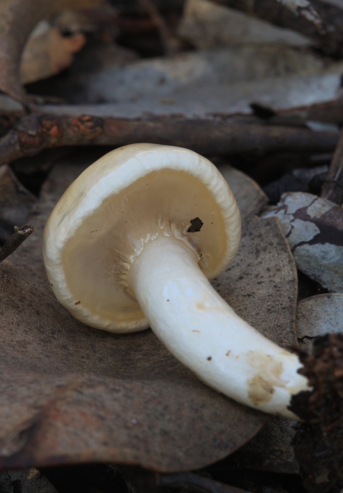Limacella pitereka image