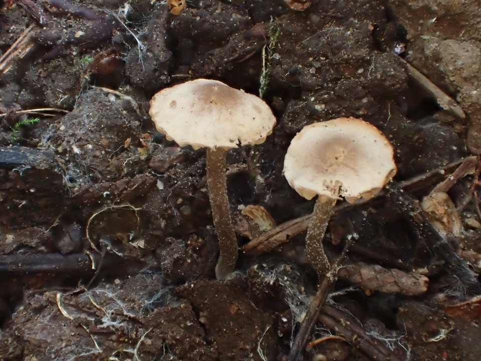 Dermoloma pseudocuneifolium image