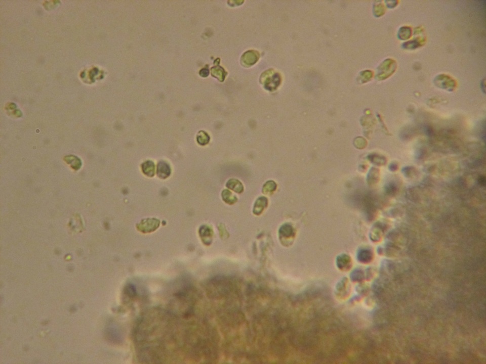 Dermoloma pseudocuneifolium image