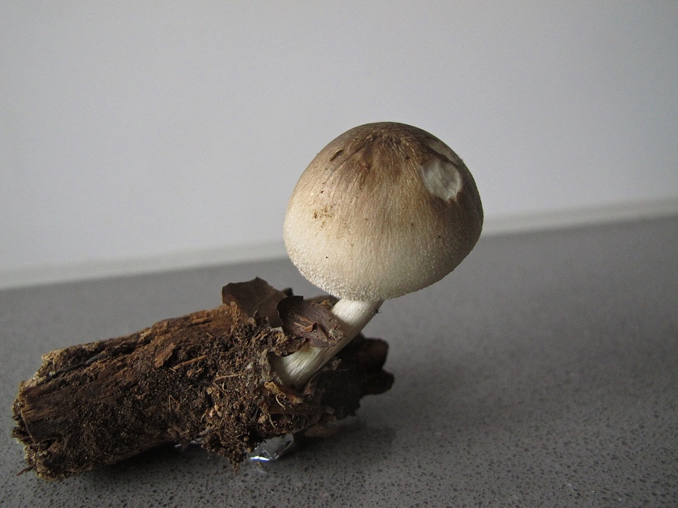 Volvariella caesiotincta image
