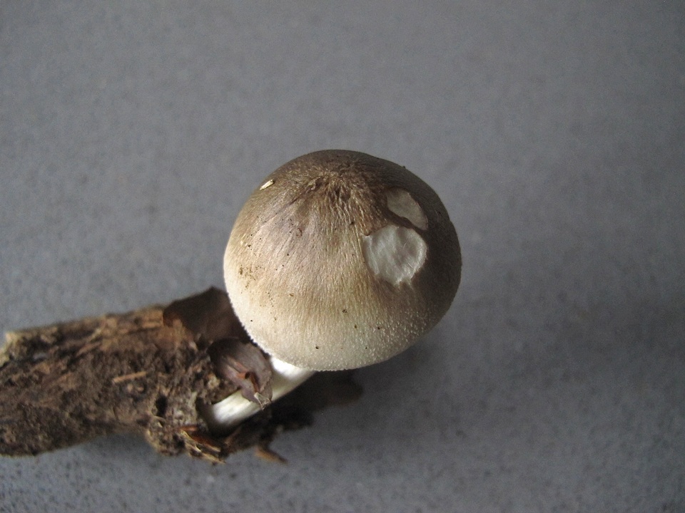 Volvariella caesiotincta image