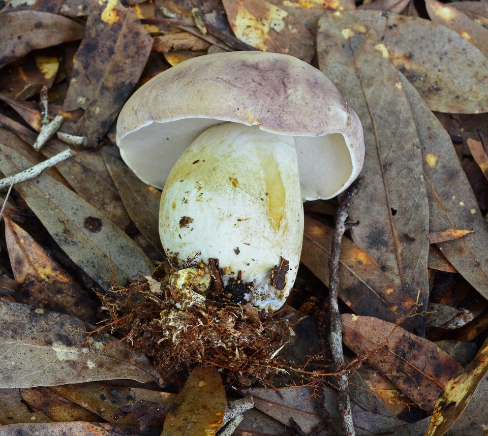 Tylopilus williamsii image