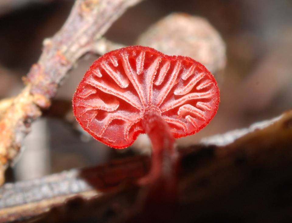 Mycena minirubra image