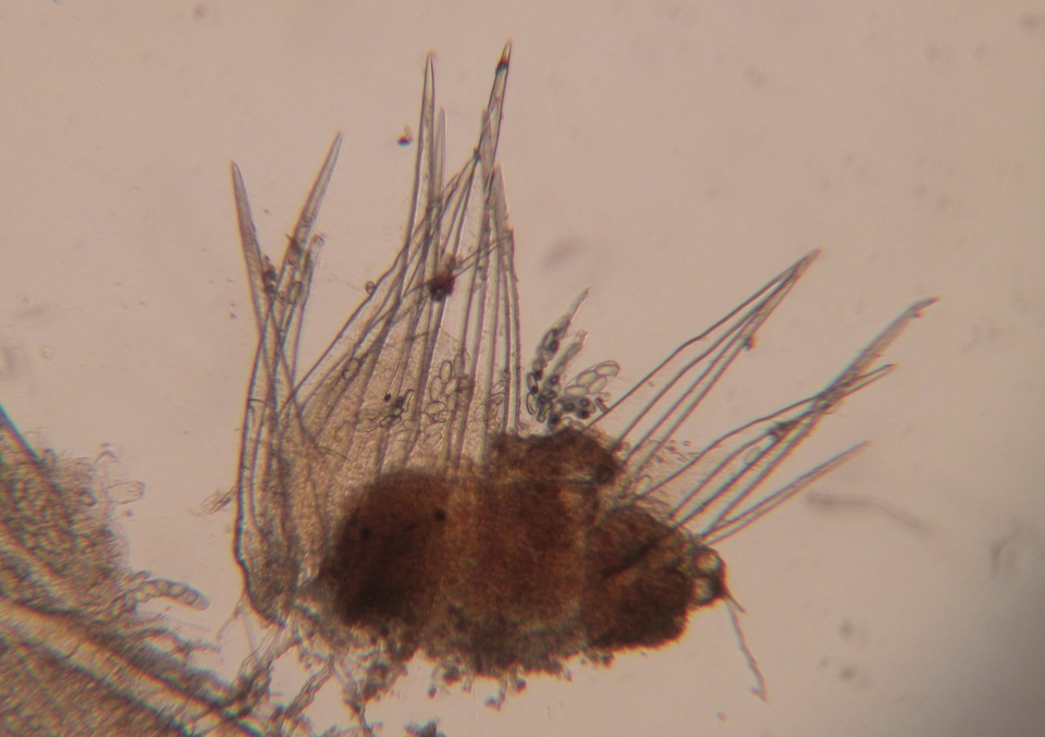 Ascobolus equinus image