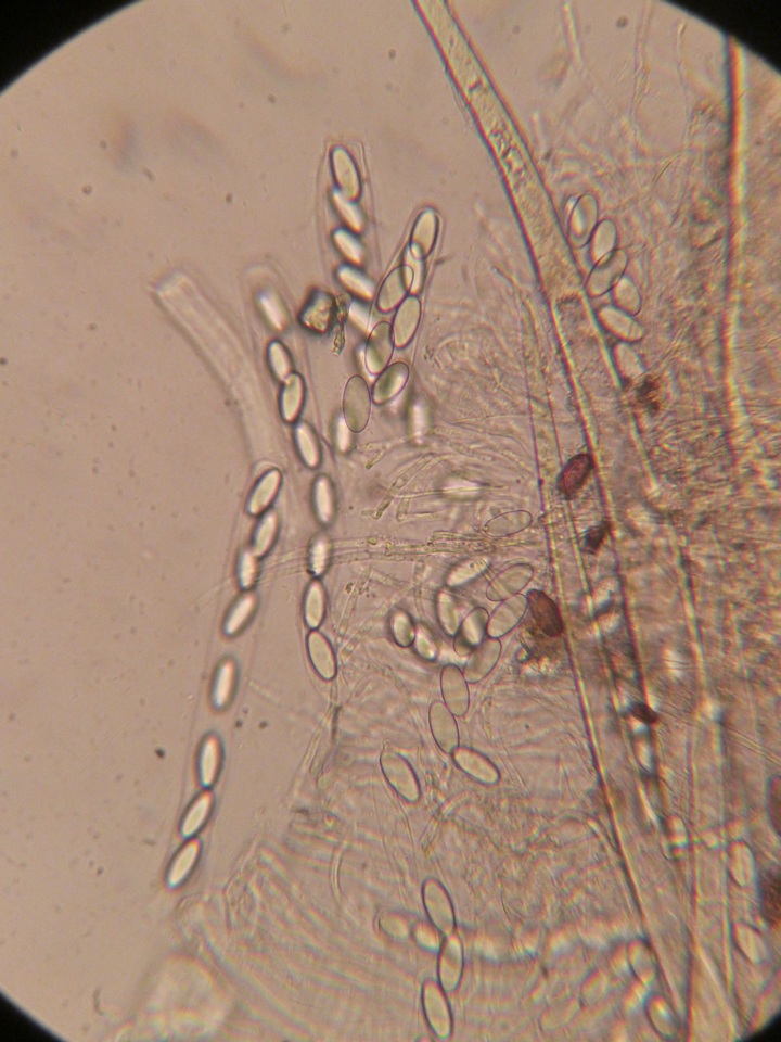 Ascobolus equinus image
