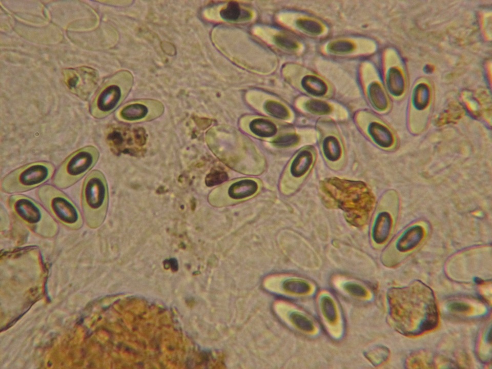 Ascobolus equinus image