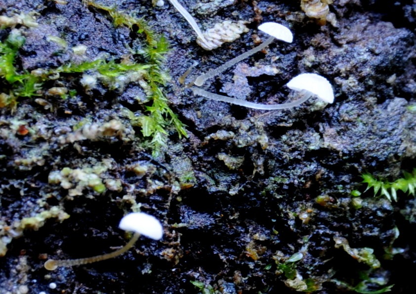 Mycena albidocapillaris image