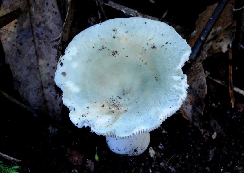 Russula viridis image