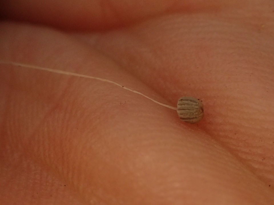 Coprinellus heterosetulosus image