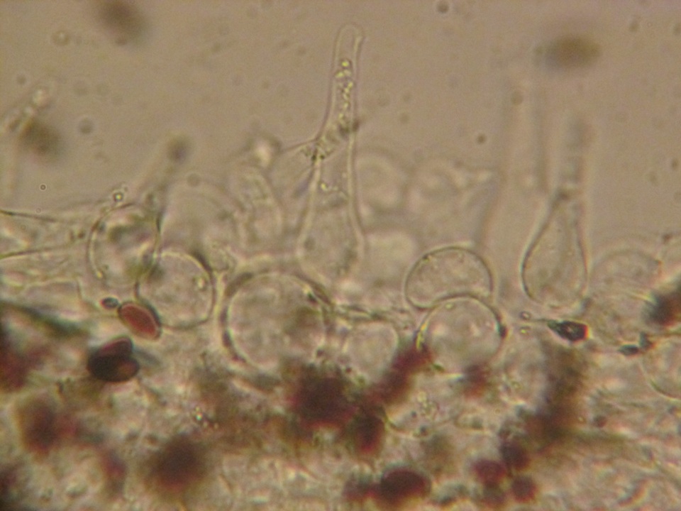 Coprinellus heterosetulosus image