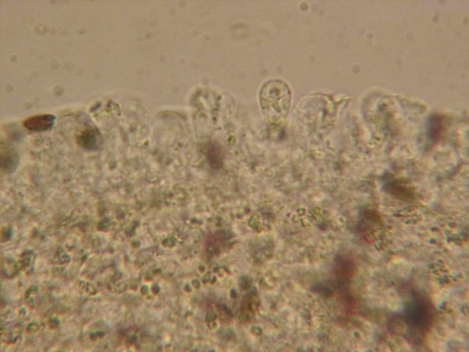 Coprinellus heterosetulosus image