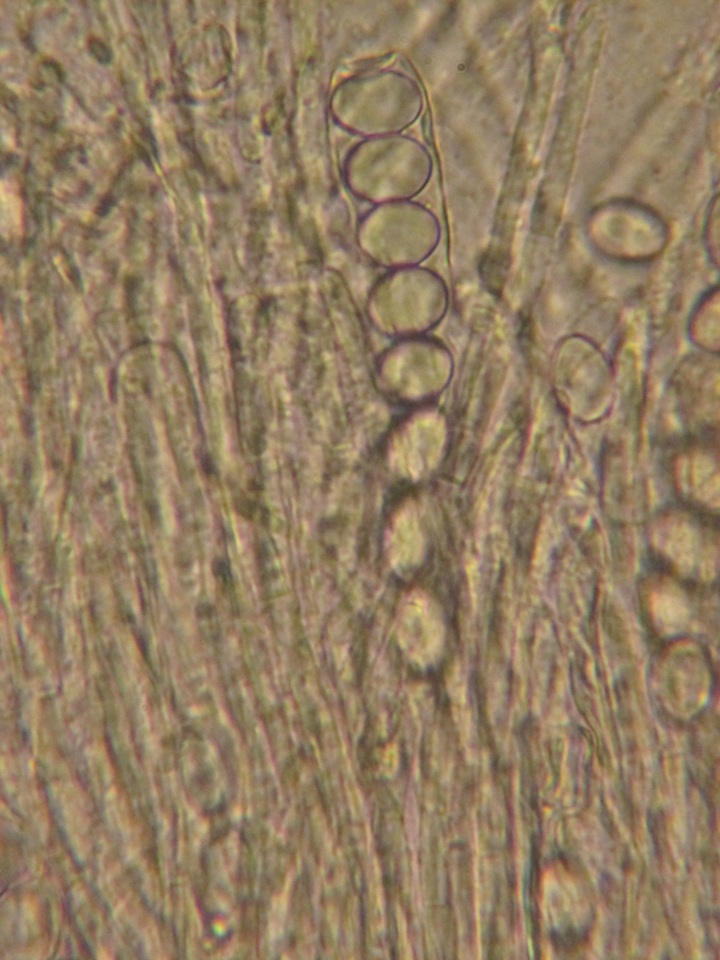 Wilcoxina image