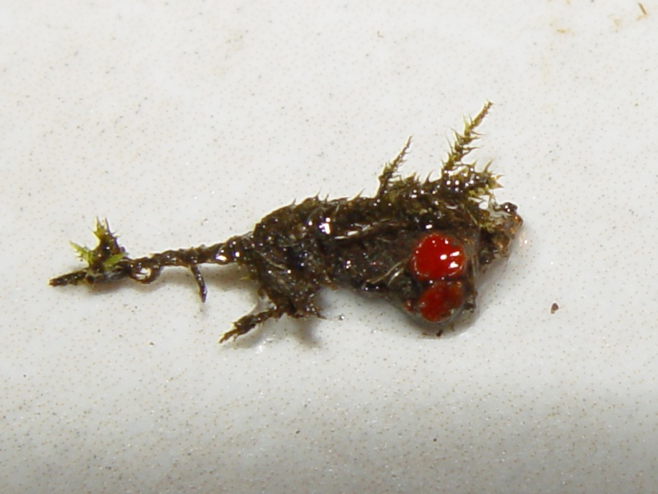 Lamprospora crouanii image