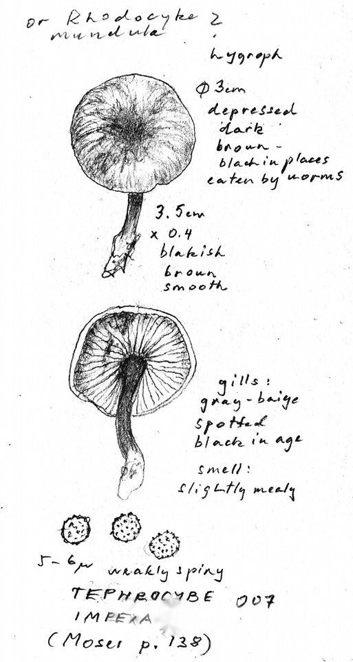 Tephrocybe impexa image