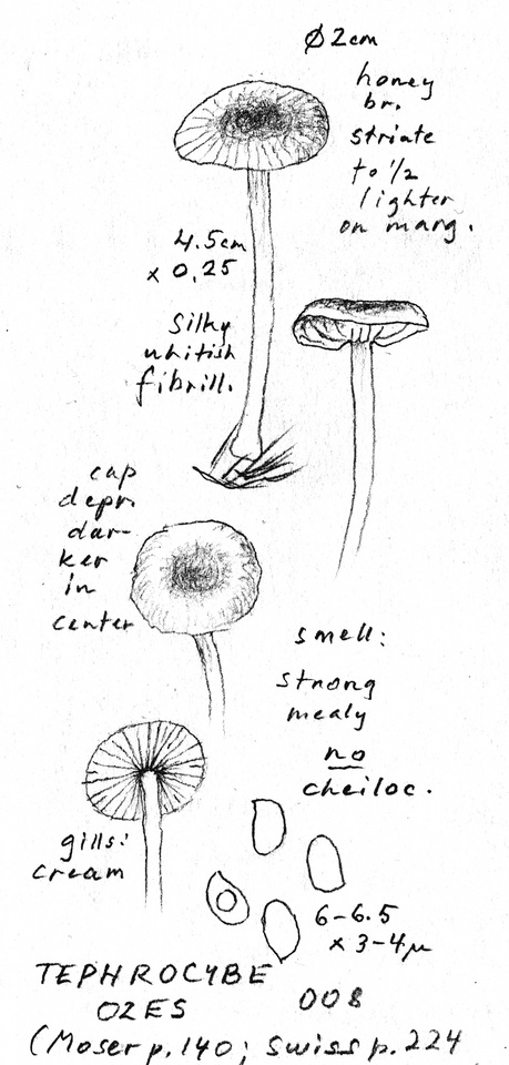 Collybia ozes image