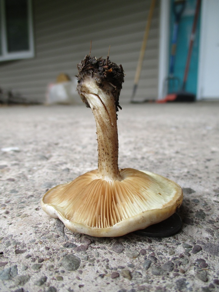 Melanoleuca verrucipes image
