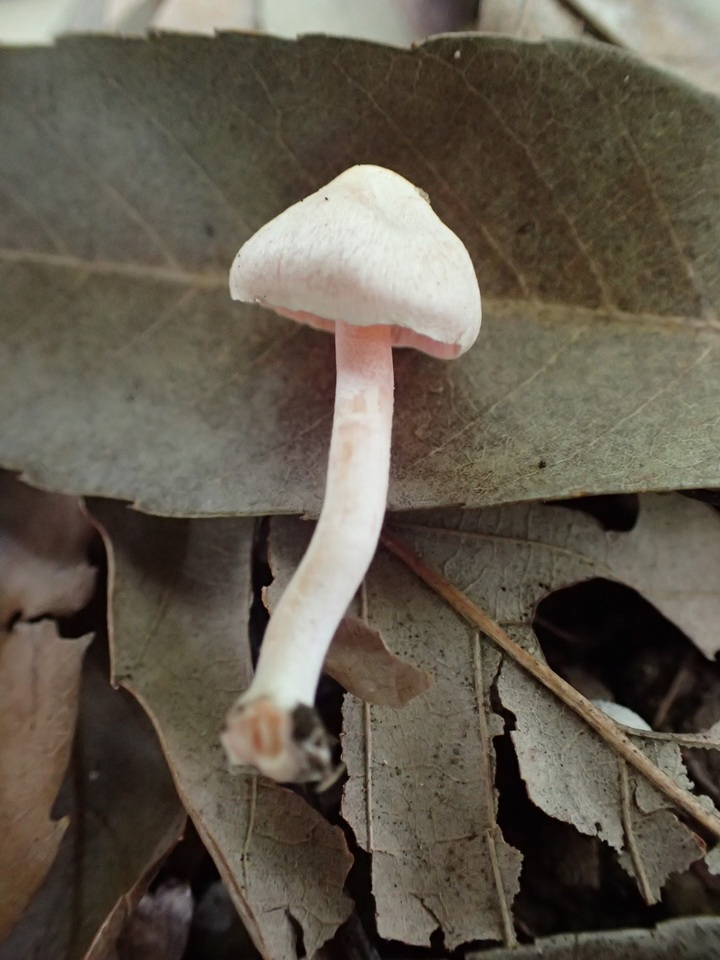 Inocybe leptoclada image