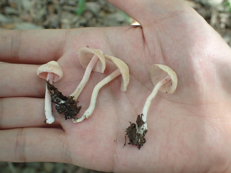 Inocybe leptoclada image