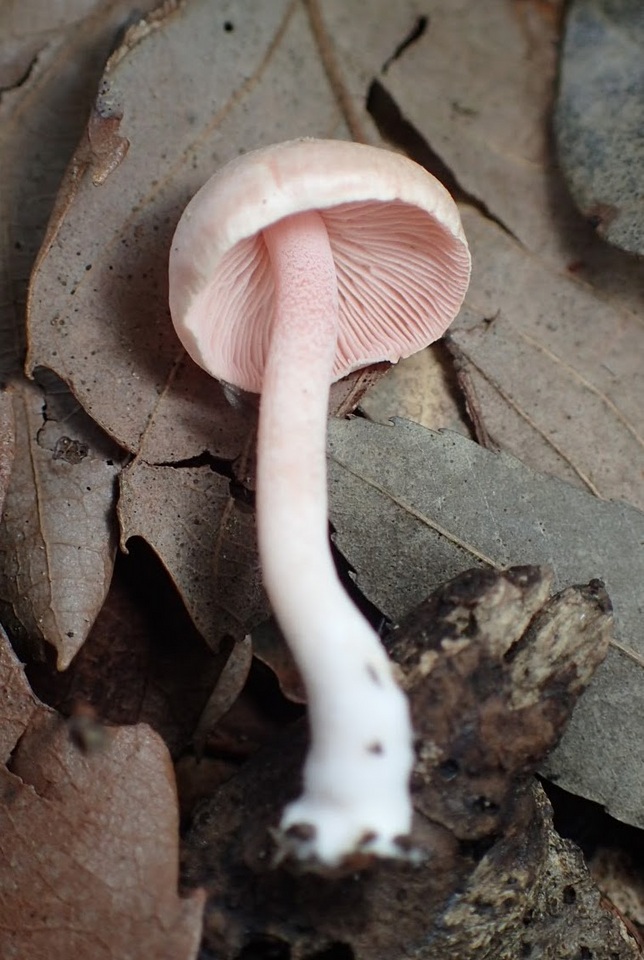 Inocybe leptoclada image