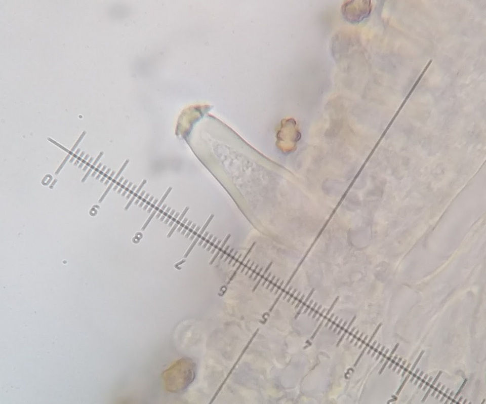 Inocybe leptoclada image