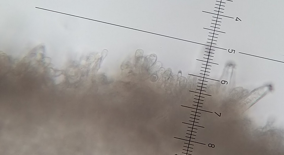 Inocybe leptoclada image