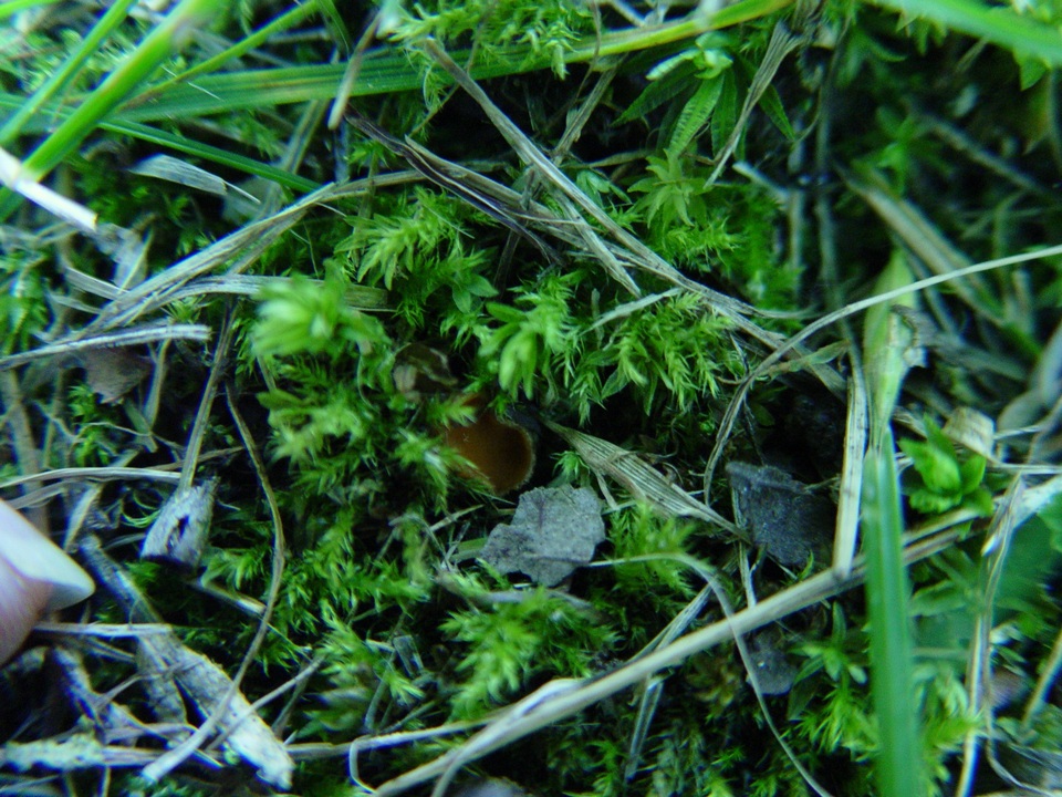 Neottiella albocincta image