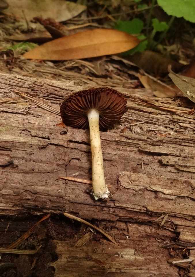 Psathyrella maculata image