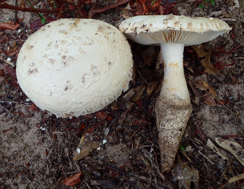 Amanita praelongispora image