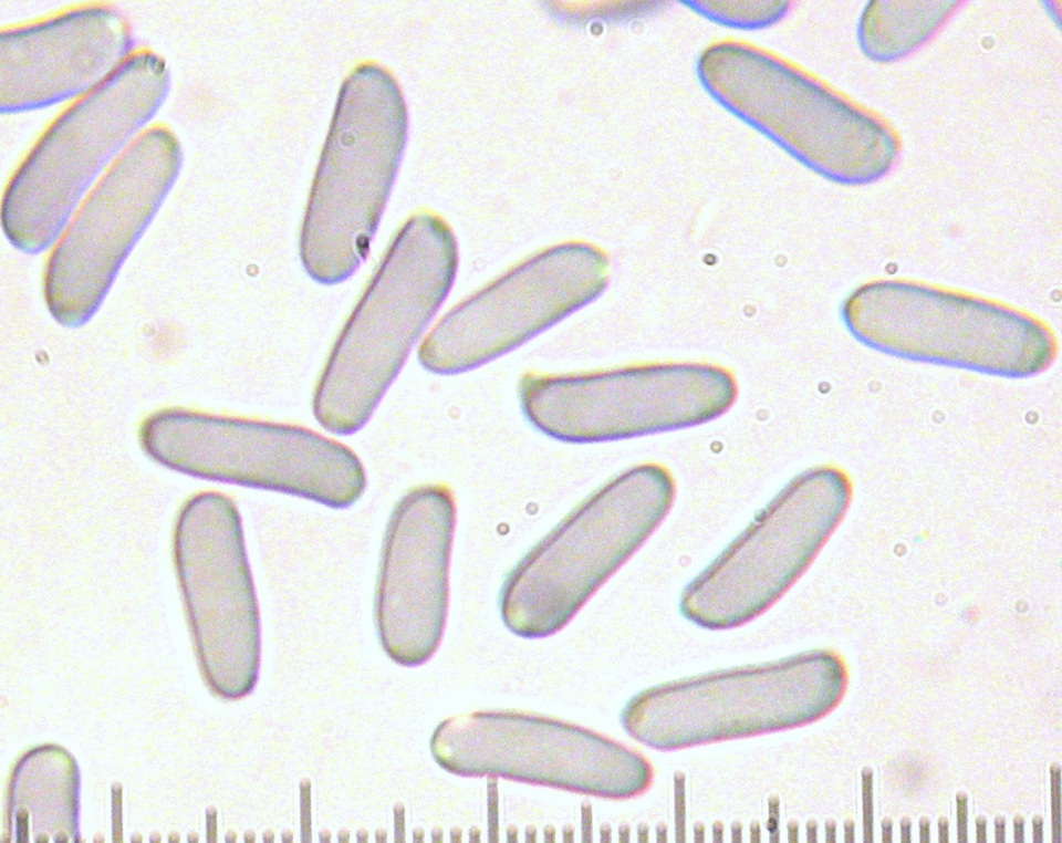 Amanita praelongispora image