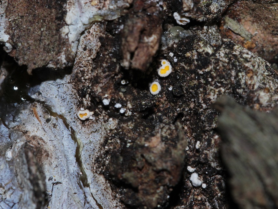 Lachnellula resinaria image