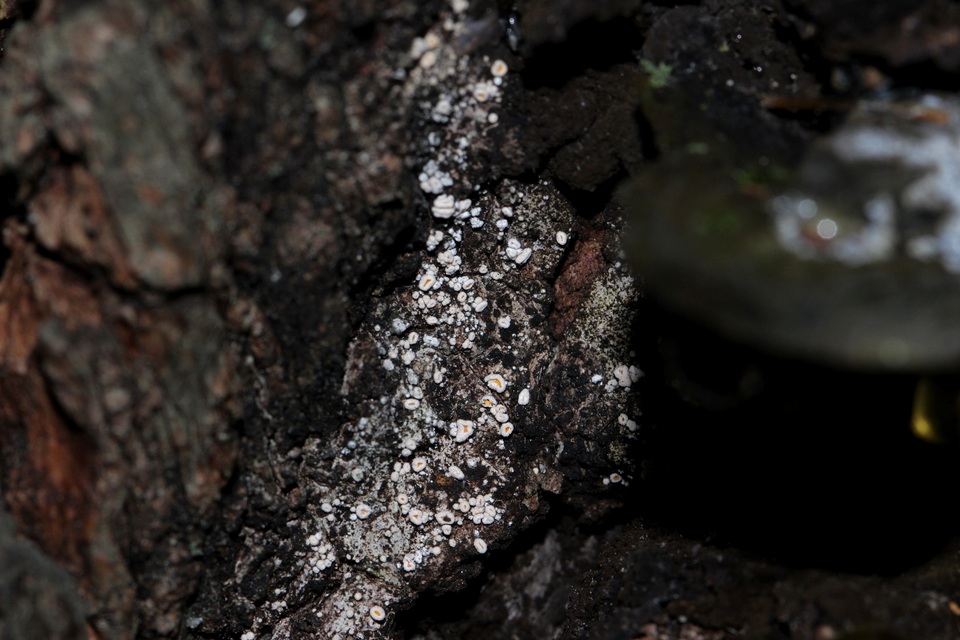 Lachnellula resinaria image