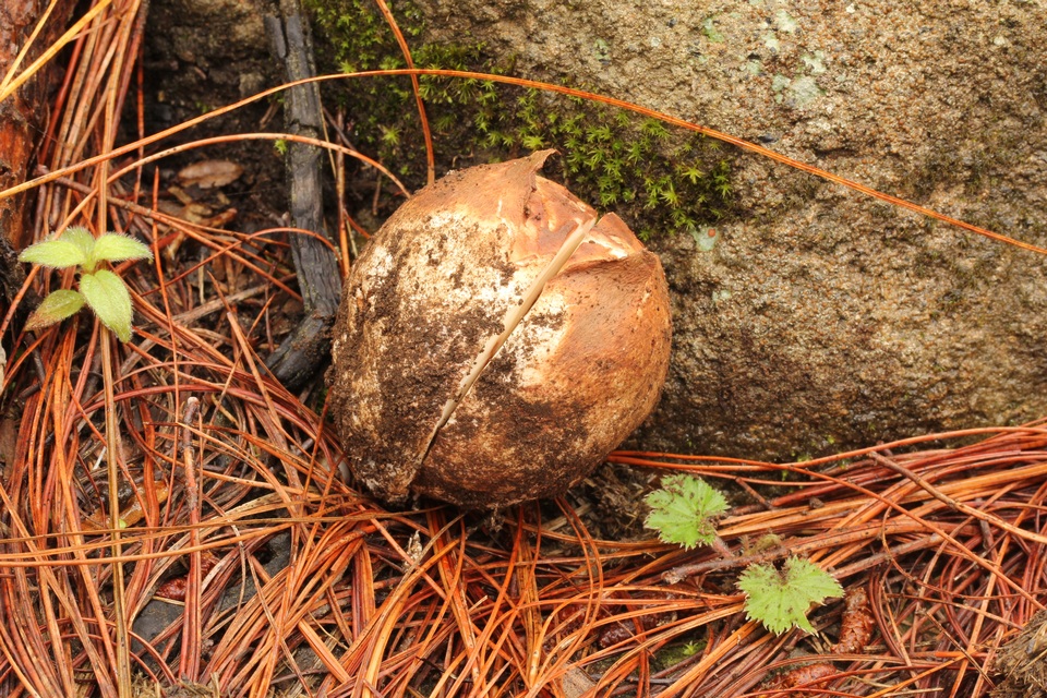 Boletus rubriceps image