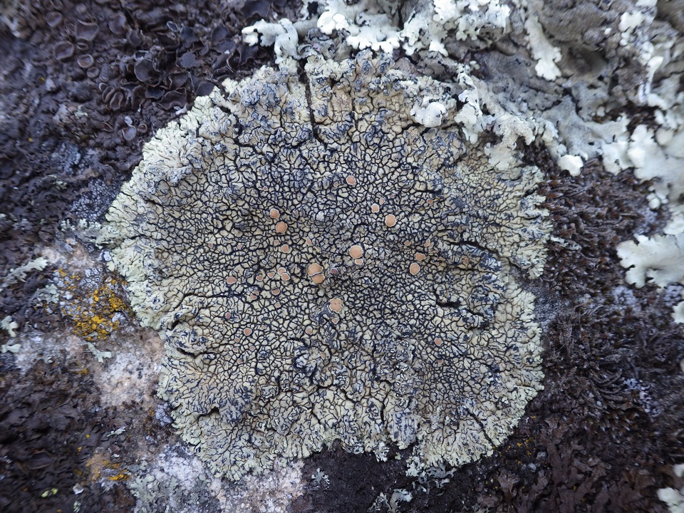 Lecanora muralis subsp. bolcana image