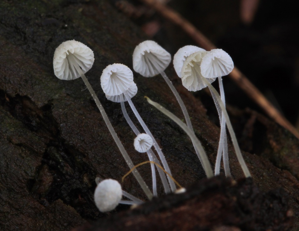 Mycena albidocapillaris image