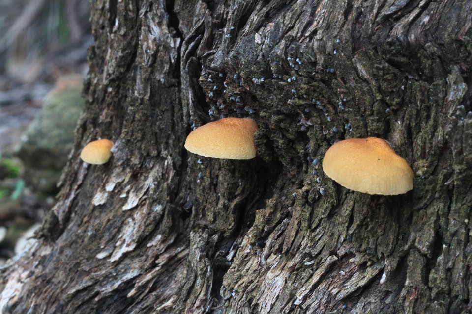 Crepidotus eucalyptorum image