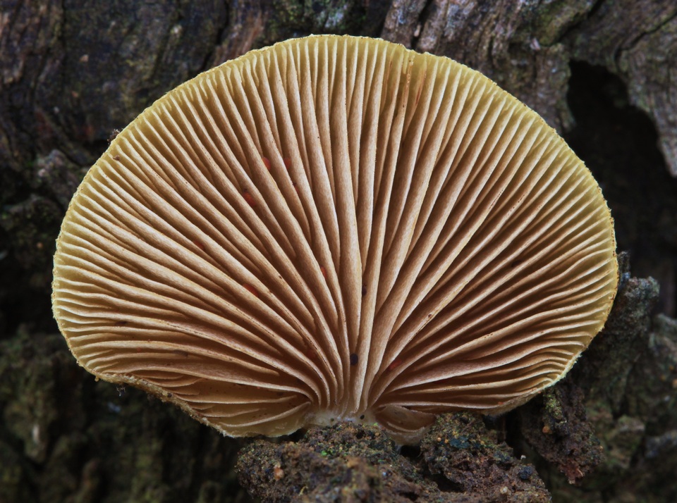 Crepidotus eucalyptorum image